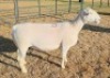LOT 10 1 X WHITE DORPER STUD EWE Ashley Phillips