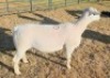 LOT 10 1 X WHITE DORPER STUD EWE Ashley Phillips - 2