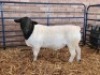 1 X DORPER STUD RAM Naas Malherbe