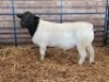 1 X DORPER STUD RAM Naas Malherbe - 2