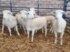LOT 1 5 X WHITE DORPER T5 EWE Naas Malherbe (Per animal to take the lot)