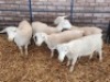 LOT 1 5 X WHITE DORPER T5 EWE Naas Malherbe (Per animal to take the lot) - 2