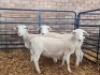 LOT 2 3 X WHITE DORPER STUD EWE Naas Malherbe (Per animal to take the lot)