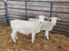 LOT 3 2 X WHITE DORPER FLOCK EWE Naas Malherbe (Per animal to take the lot)