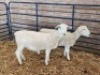 LOT 3 2 X WHITE DORPER FLOCK EWE Naas Malherbe (Per animal to take the lot) - 2