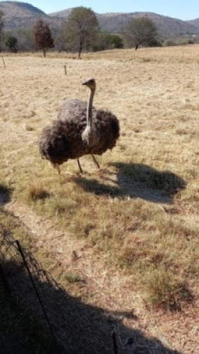 1X OSTRICH