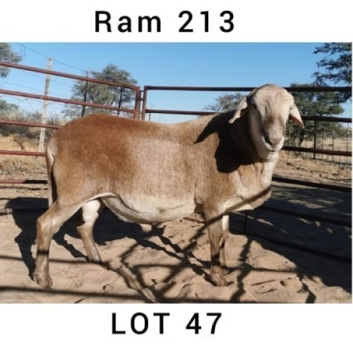 1 X MEATMASTER RAM INKBOSPAN MEATMASTERS - ONAANGETEKEN