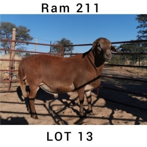 1 X MEATMASTER RAM INKBOSPAN MEATMASTERS - ONAANGETEKEN