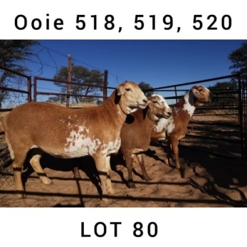 3 X MEATMASTER OOI INKBOSPAN MEATMASTERS - ONAANGETEKEN
