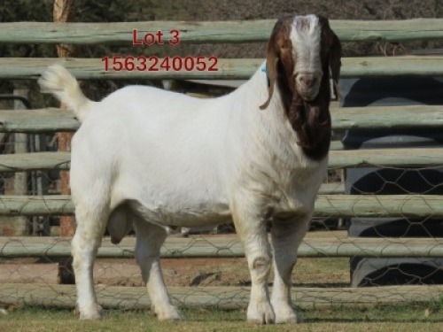 1 X BOER GOAT STUD BUCK Shongololo Boerbok Stoet 1563