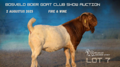 1 X BOER GOAT FLOCK TEAT COLOR BUCK Welgelee Boergoat Stud