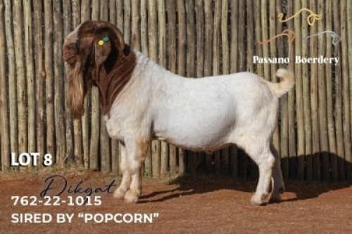 1 X BOER GOAT STUD BUCK Passano Boerdery
