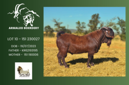 WITHDRAWN - 1 X KALAHARI RED BUCK Armaleo Boerdery
