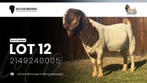 1 X BOER GOAT STUD BUCK VEA Stud Breeders