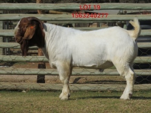 1 X BOER GOAT FLOCK BUCK Shongololo Boerbok Stoet 1564