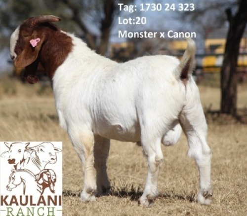 1 X BOER GOAT FLOCK BUCK Kaulani Ranch