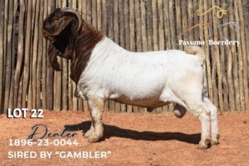 1 X BOER GOAT FLOCK BUCK Passano Boerdery