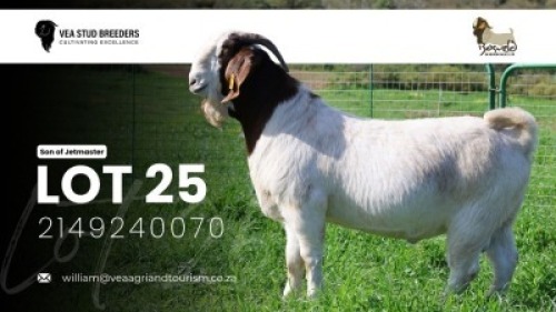 WITHDRAWN - 1 X BOER GOAT BUCK VEA Stud Breeders