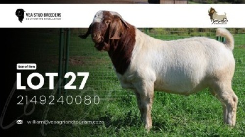 1 X BOER GOAT FLOCK BUCK VEA Stud Breeders