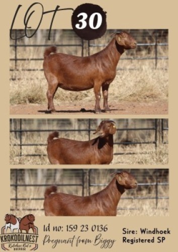 1 X KALAHARI RED STUD DOE Krokodilnest Stoet