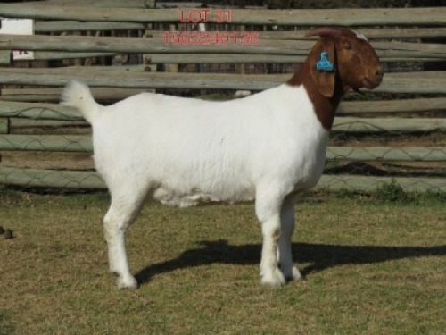 1 X BOER GOAT STUD DOE Shongololo Boerbok Stoet 1563