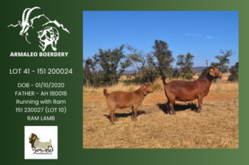 1+1 X KALAHARI RED FLOCK DOE Armaleo Boerdery