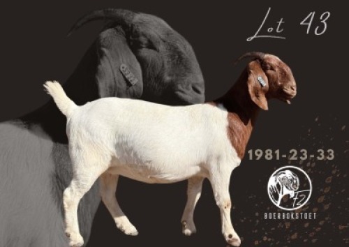 1 X BOER GOAT FLOCK COLOR DOE F2 Boerbokstoet