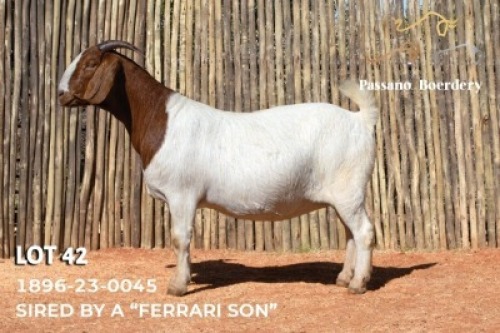 1 X BOER GOAT STUD DOE Passano Boerdery