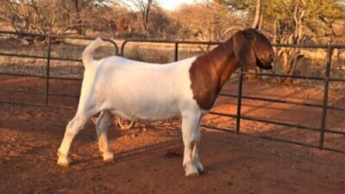 1 X BOER GOAT FLOCK DOE Voorbok