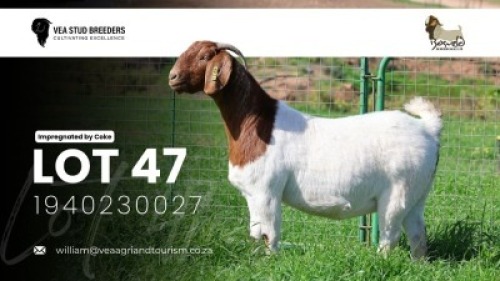 WITHDRAWN - 1 X BOER GOAT DOE VEA Stud Breeders
