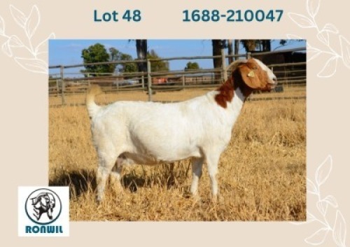 WITHDRAWN - 1 X BOER GOAT DOE Ronwil Boerbokstoet