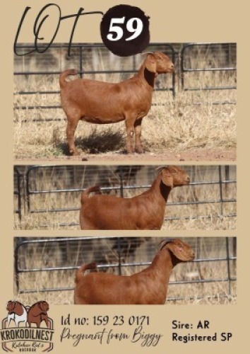1 X KALAHARI RED STUD DOE Krokodilnest Stoet