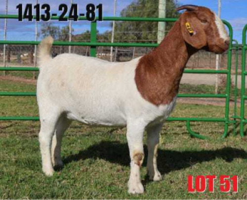 1 X BOER GOAT STUD DOE Karoo Livestock Boer Goat Stud