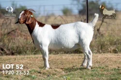 WITHDRAWN - 1 X BOER GOAT DOE Joubert Horn Boergoat Stud