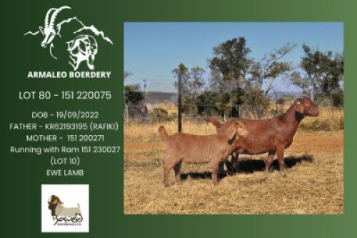 1+1 X KALAHARI RED FLOCK DOE Armaleo Boerdery