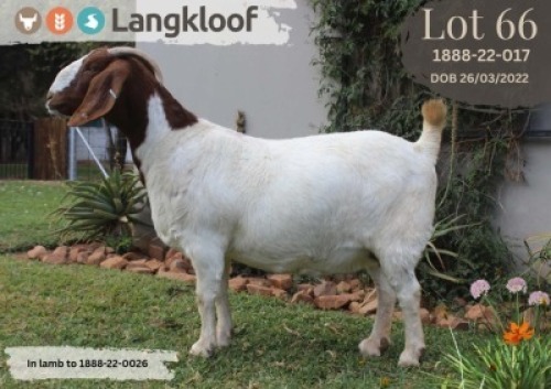 1 X BOER GOAT FLOCK DOE Langkloof Boer Goat Stud