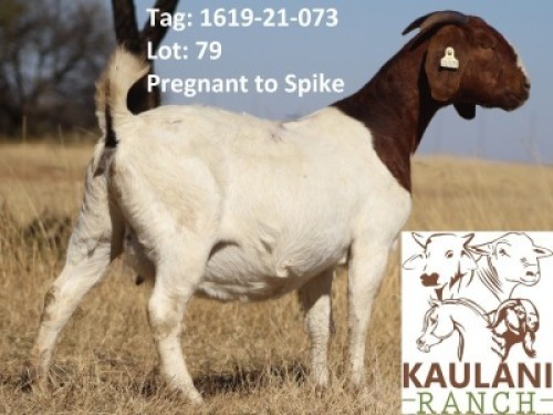 1 X BOER GOAT FLOCK DOE Kaulani Ranch