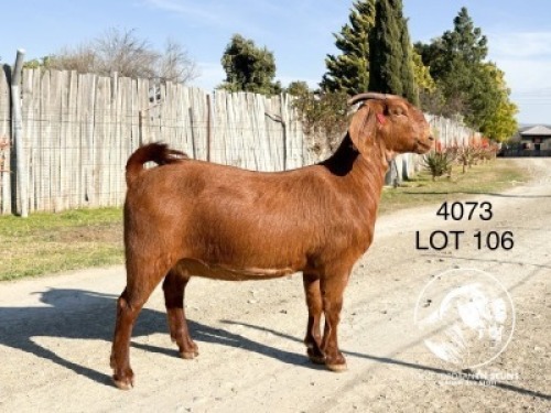 1 X KALAHARI RED STUD DOE Tollie Jordaan en seuns