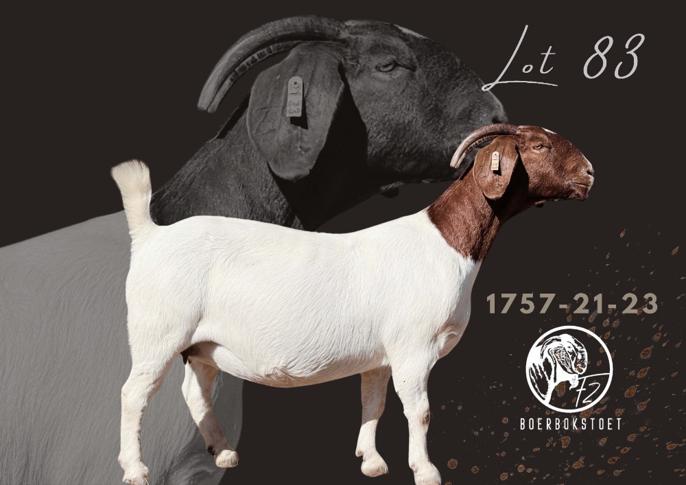 1 X BOER GOAT STUD DOE F2 Boerbokstoet BOSVELD BOERBOKKLUB STREEKS ...