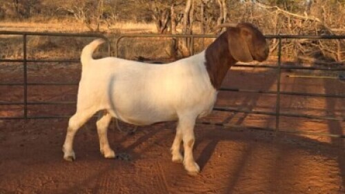 1 X BOER GOAT FLOCK DOE Voorbok
