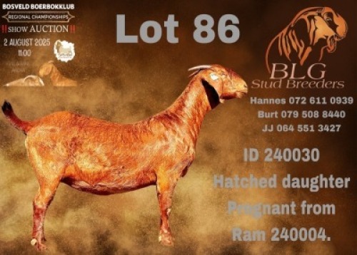 WITHDRAWN - 1 X KALAHARI RED DOE BLG Stud Breeders