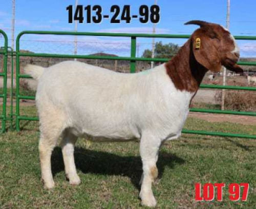 1 X BOER GOAT FLOCK DOE Karoo Livestock Boer Goat Stud