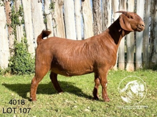 1 X KALAHARI RED STUD DOE Tollie Jordaan en seuns