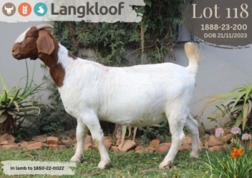 1 X BOER GOAT FLOCK DOE Langkloof Boer Goat Stud