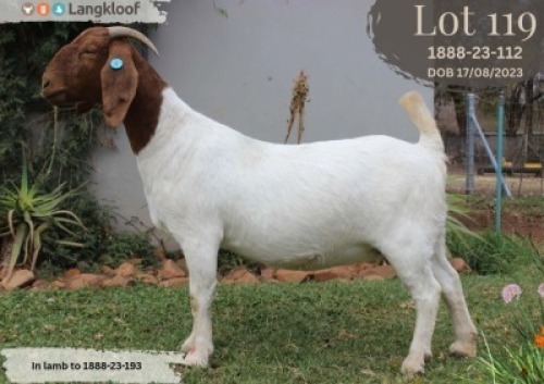 1 X BOER GOAT STUD DOE Langkloof Boer Goat Stud