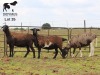 LOT 35 3X MEATMASTER DIDYMUS MEATMASTERS CHRISTOF GROBLER : 0837812076
