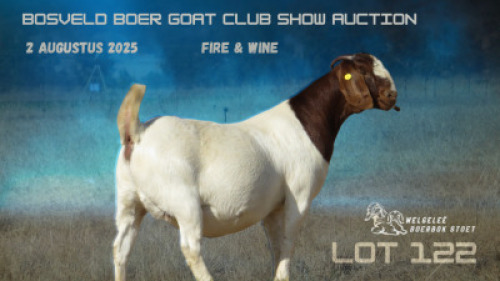 1 X BOER GOAT FLOCK DOE Welgelee Boergoat Stud