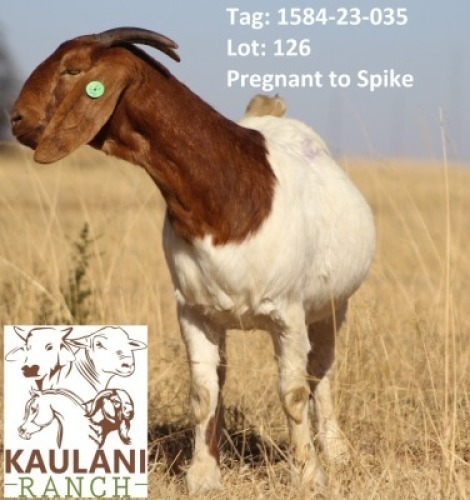 WITHDRAWN - 1 X BOER GOAT DOE Kaulani Ranch