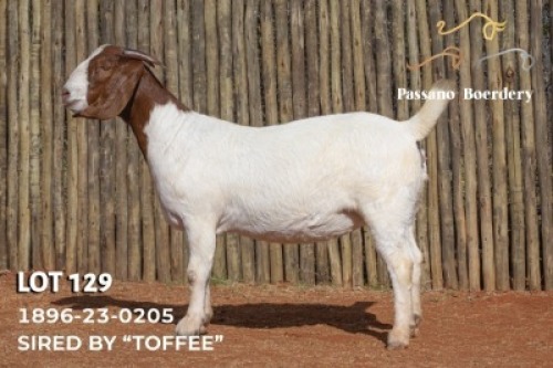 1 X BOER GOAT FLOCK DOE Passano Boerdery