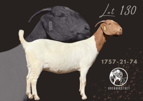1 X BOER GOAT STUD DOE F2 Boerbokstoet